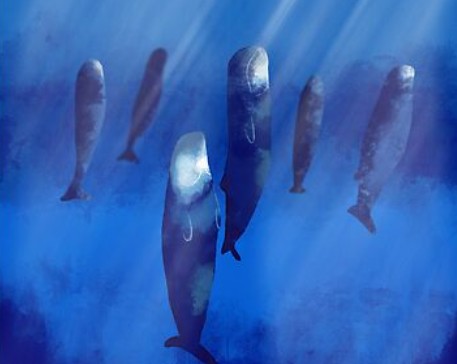 Groupe de cachalots dormant verticalement