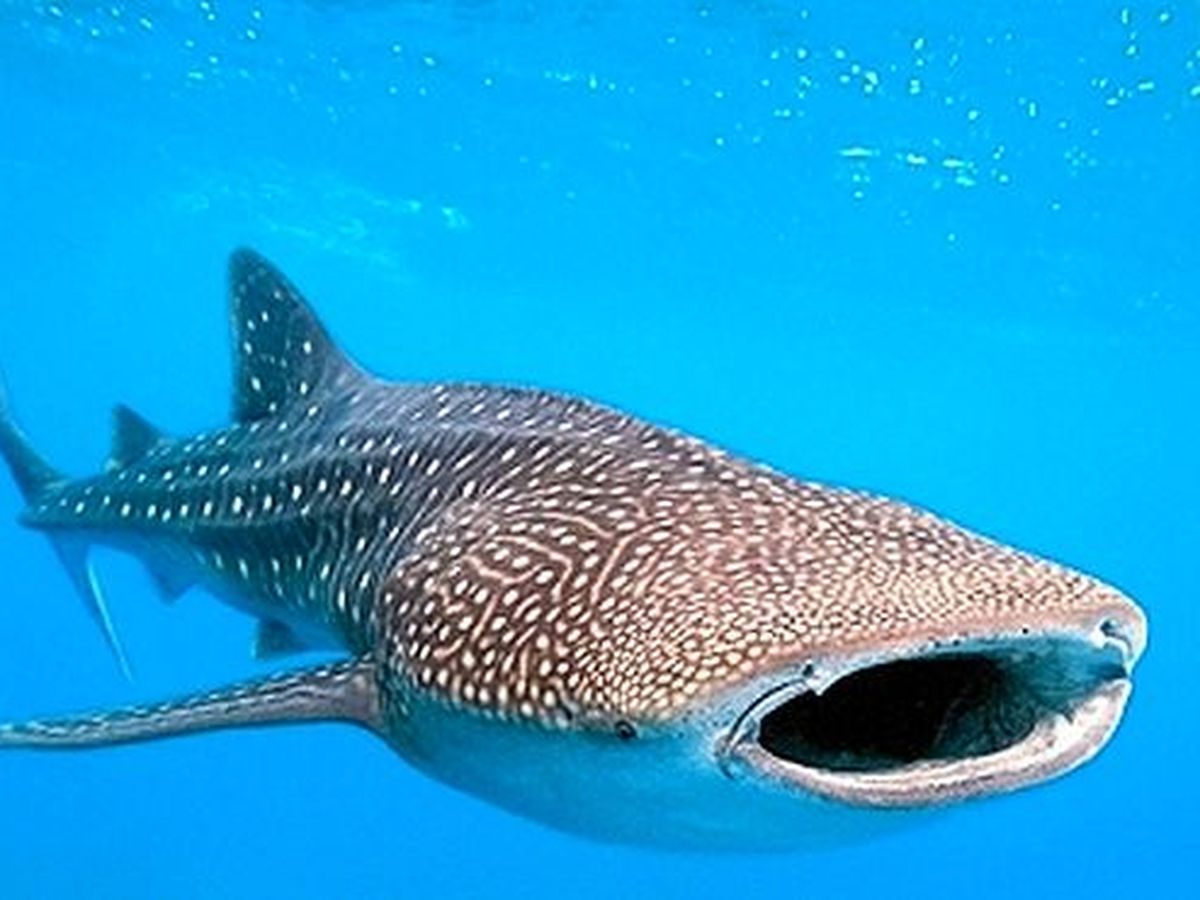 Photo {index} de requins-baleines