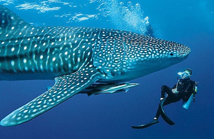 Photo {index} de requins-baleines